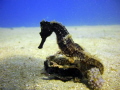   have alway been looking take pics Seahorses but when didnt my camera would see them dive site took couldnt find one this time was lucky 700 am diver water. water  